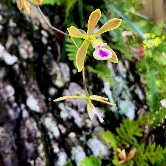 Tracee - Picture 3 of 12